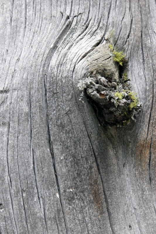 Gnarled trees, Aletsch Switzerland 1.jpg